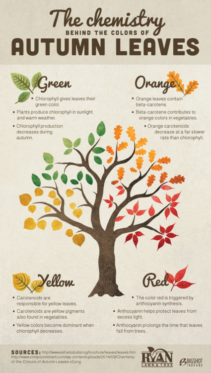 Guide to colour of autumn leaves via @… - Accomplish with Spadaro